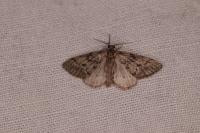 Tephronia sepiaria