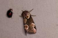 Thyatira batis