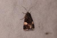 Tyta luctuosa