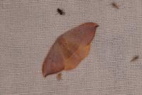 Watsonalla uncinula