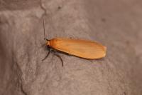Wittia sororcula