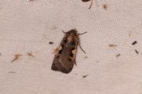 Xestia c-nigrum