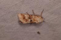 Eremobia ochroleuca