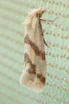 Aethes fennicana