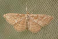 Idaea ochrata