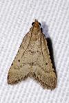 Bostra obsoletalis