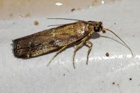 Pempeliella ardosiella