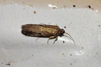 Pempeliella ardosiella