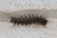 Lymantria dispar
