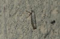 Yponomeuta