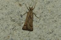 Synaphe punctalis
