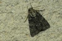 Acronicta rumicis