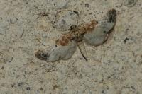 Eupithecia breviculata
