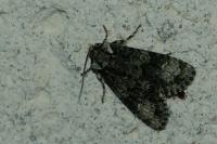 Craniophora ligustri