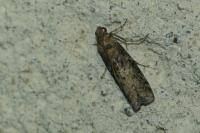 Phycita roborella