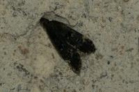 Dichomeris alacella