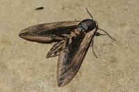 Sphinx ligustri