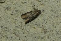 Acrobasis repandana