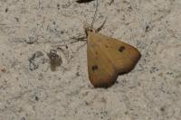 Rivula sericealis