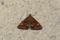 Pyrausta aurata