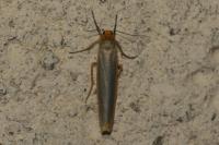 Manulea complana