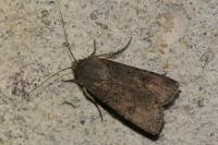 Agrotis segetum