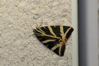Euplagia quadripunctaria
