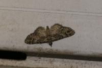 Gymnoscelis rufifasciata
