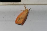 Miltochrista miniata