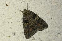 Catocala sponsa