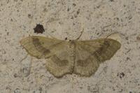 Idaea aversata