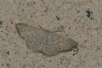 Idaea subsericeata