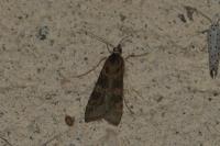 Nomophila noctuella
