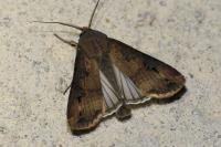 Agrotis ipsilon