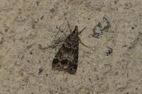 Eudonia mercurella