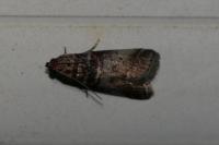 Acrobasis advenella