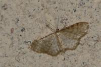 Idaea fuscovenosa