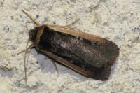 Ochropleura leucogaster