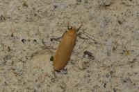 Wittia sororcula