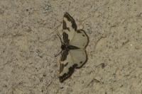 Lomaspilis marginata