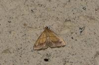 Evergestis limbata