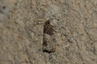 Spilonota ocellana