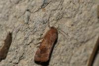 Cosmia affinis