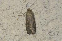 Spodoptera exigua
