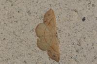 Cyclophora punctaria