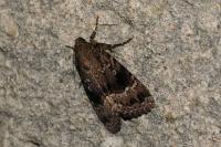 Amphipyra pyramidea