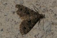 Alucita hexadactyla