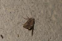 Macdunnoughia confusa