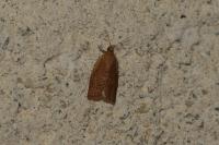 Clepsis consimilana