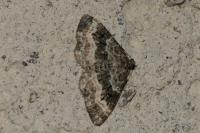 Epirrhoe alternata